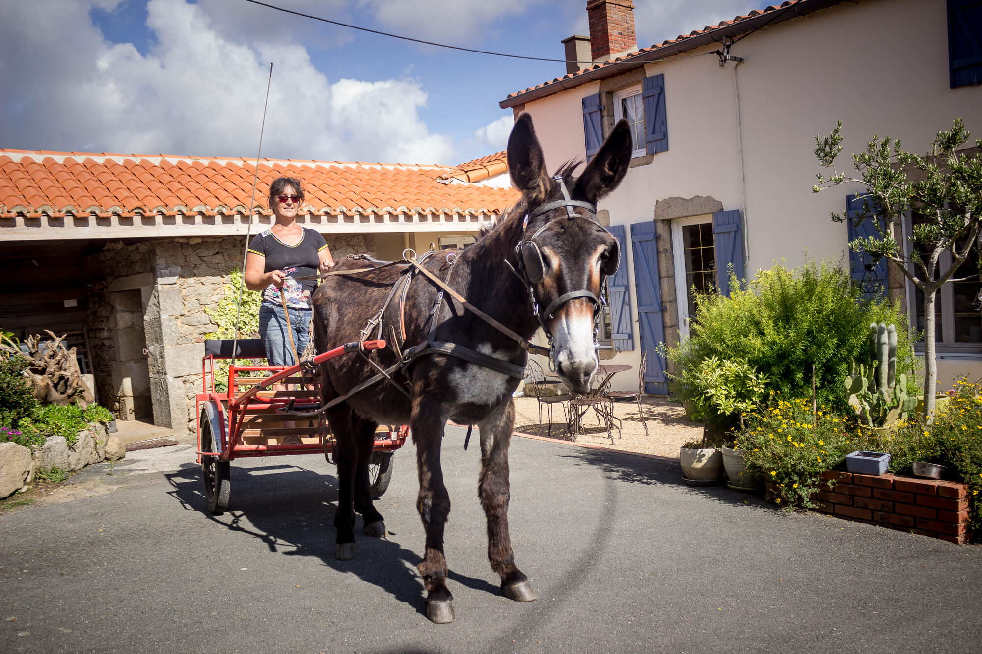 Loulou, âne Normand